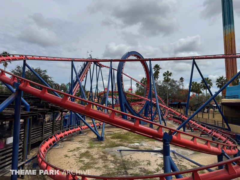 Scorpion at Busch Gardens Tampa