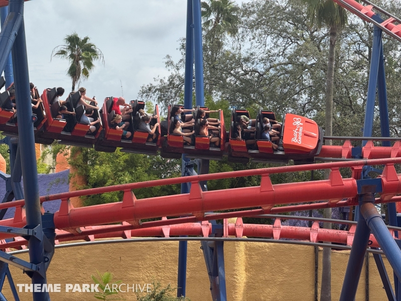 Scorpion at Busch Gardens Tampa