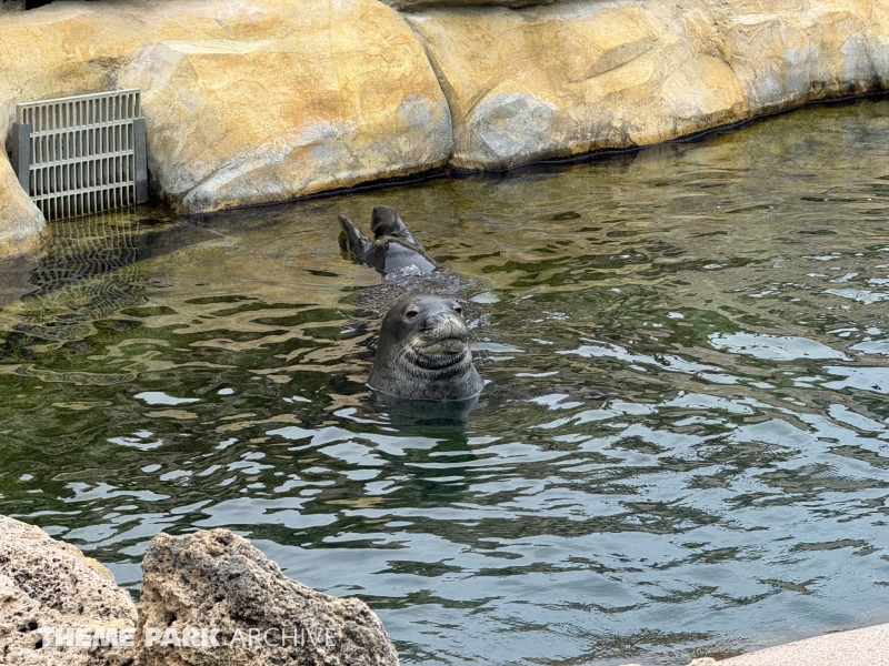 Hawaiian Monk Seal Habitat at Sea Life Park Hawaii