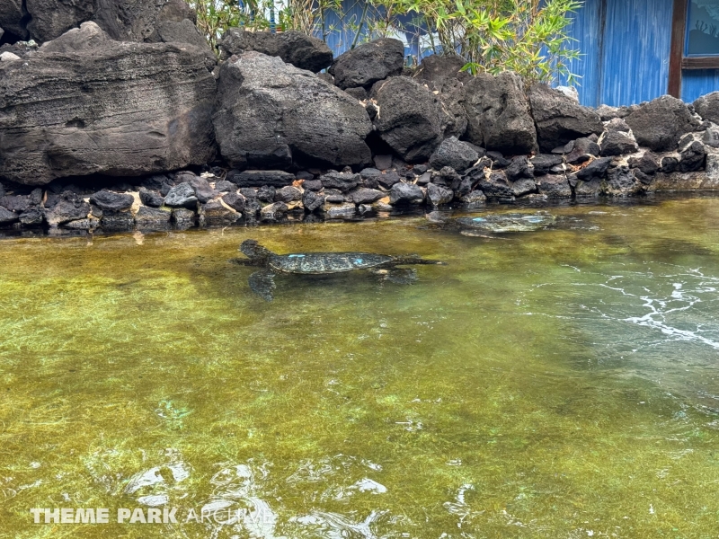 Honu Habitat at Sea Life Park Hawaii