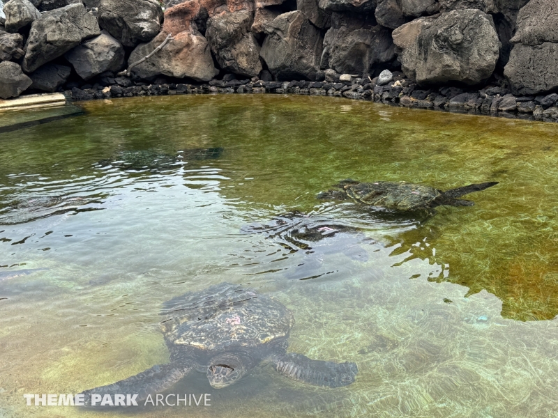 Honu Habitat at Sea Life Park Hawaii