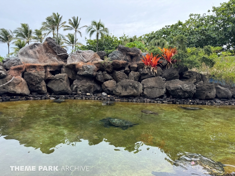 Honu Habitat at Sea Life Park Hawaii