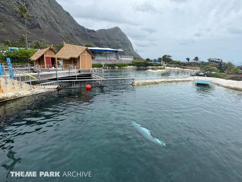 Dolphin Lagoon at Sea Life Park Hawaii