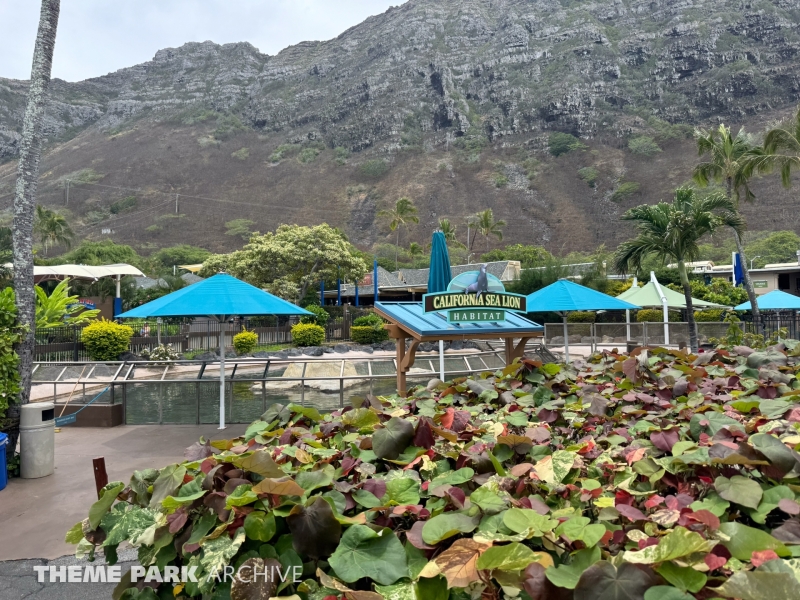 California Sea Lion Habitat at Sea Life Park Hawaii