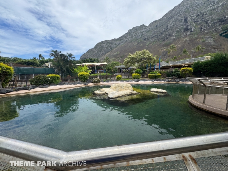 California Sea Lion Habitat at Sea Life Park Hawaii