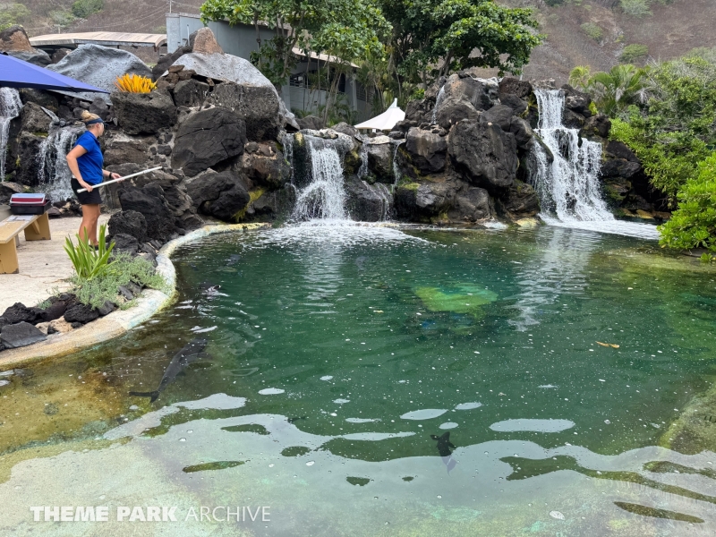 California Sea Lion Habitat at Sea Life Park Hawaii