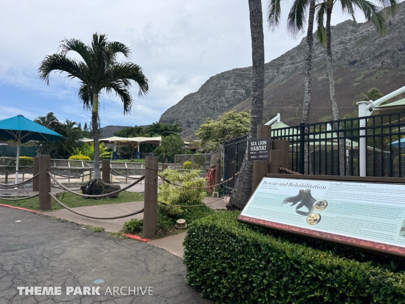 California Sea Lion Habitat at Sea Life Park Hawaii