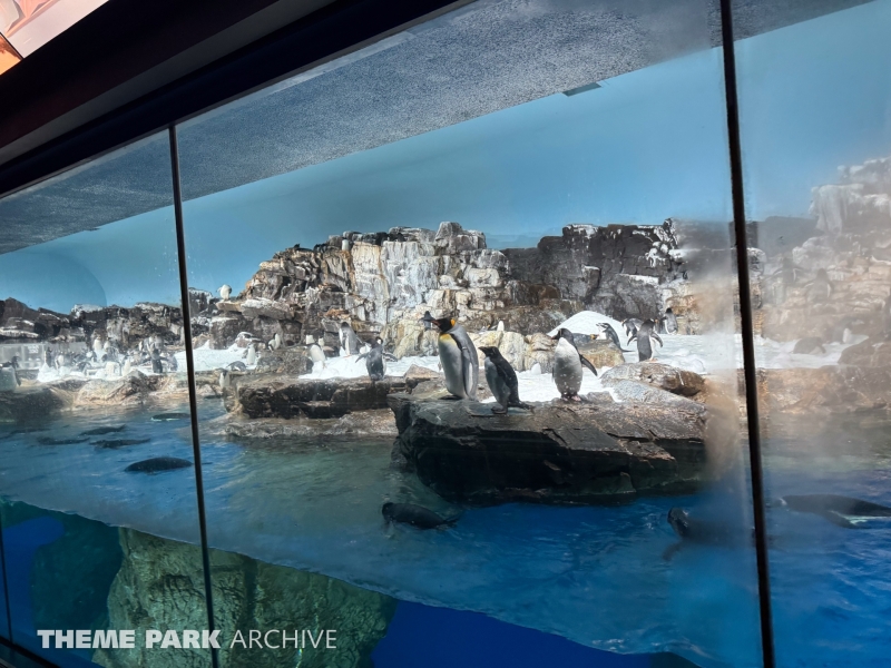 Penguin Encounter at SeaWorld San Antonio