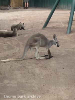 Busch Gardens Tampa