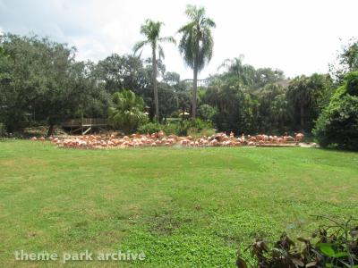 Busch Gardens Tampa