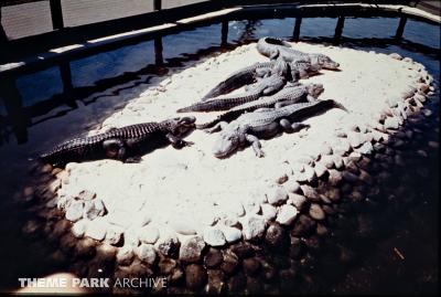 Alligator Exhibit