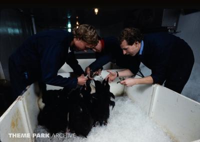 Penguin Encounter